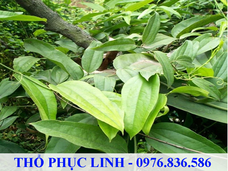 Thổ phục linh được tìm thấy ở nhiều nước Châu Á