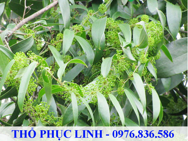 Thổ phục linh là dạng cây leo, không có gai