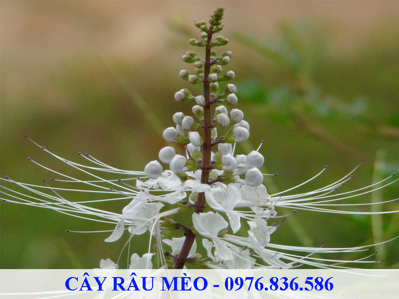 Cây râu mèo chứa nhiều hợp chất quý