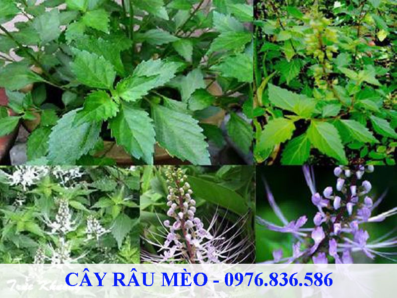 Cây râu mèo chứa nhiều hoạt chất quý tốt cho sức khỏe