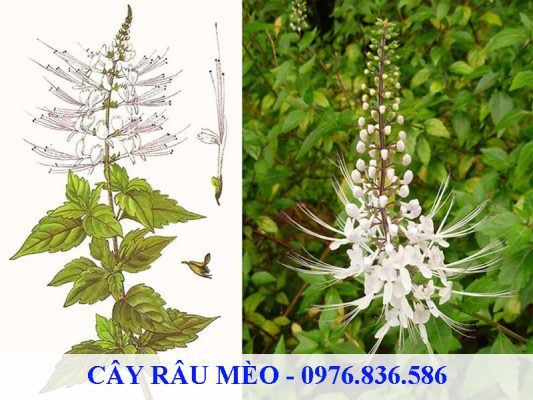 Cây râu mèo có chiều cao từ 30 - 60cm