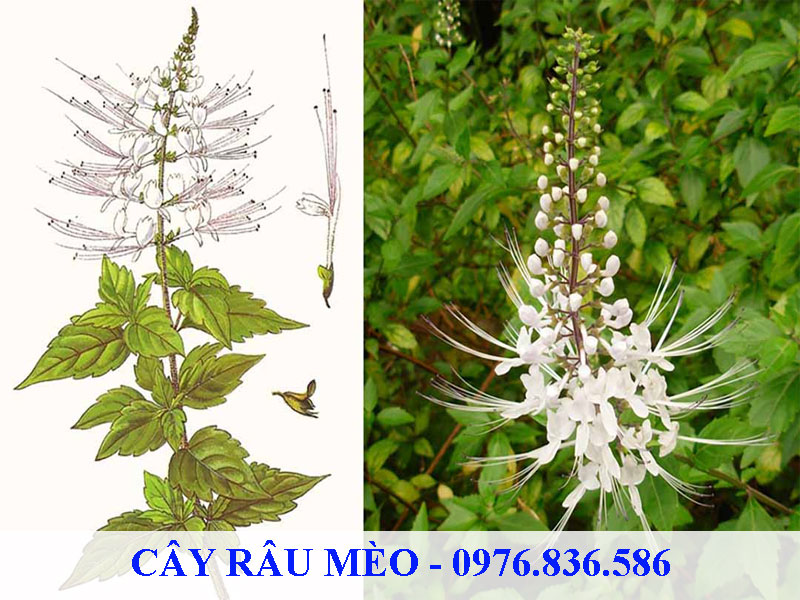 Cây râu mèo có chiều cao từ 30 - 60cm