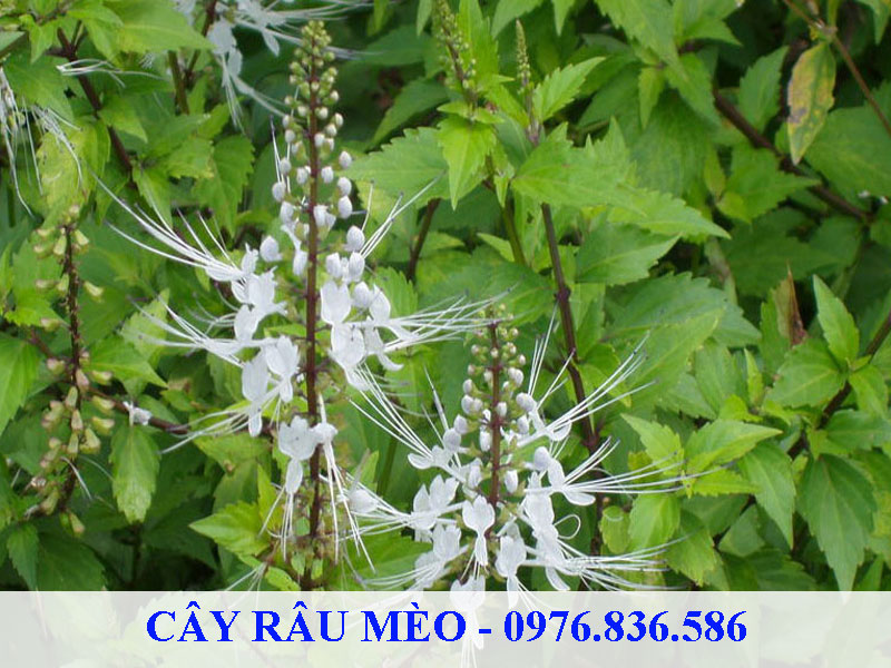 Cây râu mèo là thực vật ưa sáng ẩm