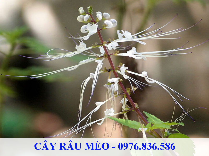 Cây râu mèo được nhân giống bằng 2 phương pháp