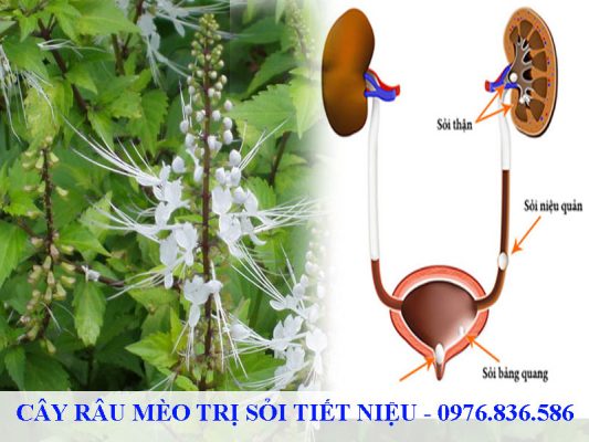 Cây râu mèo hỗ trợ điều trị sỏi tiết niệu hiệu quả