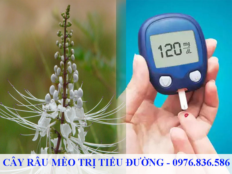 Cây râu mèo hỗ trợ điều trị tiểu đường hiệu quả