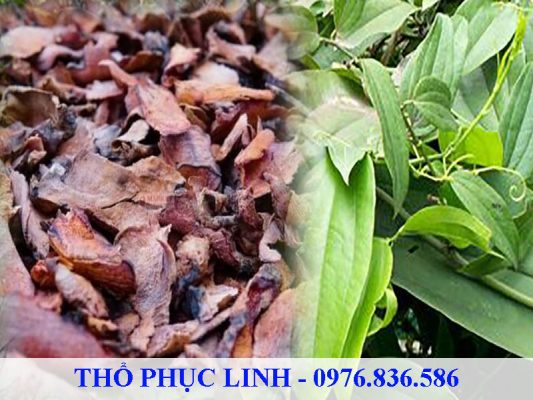 Thổ phục linh có nhiều hoạt chất quý giúp điều trị bệnh