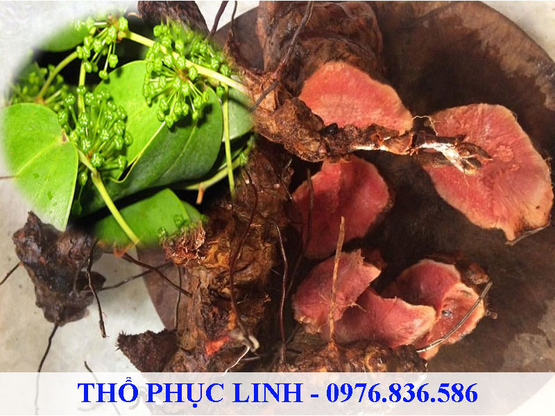 Thổ phục linh trị bệnh giang mai, vẩy nến,...