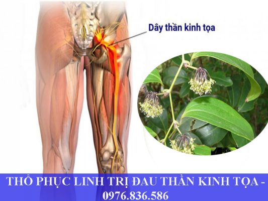 Thổ phục linh trị đau dây thần kinh tọa hiệu quả