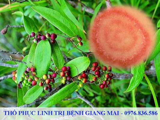 Thổ phục linh trị bệnh giang mai hiệu quả