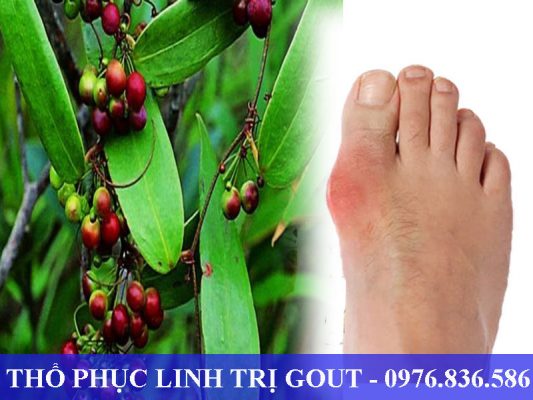 Thổ phục linh giúp trị Gout hiệu quả