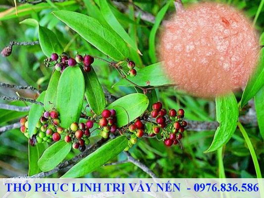 Thổ phục linh trị vẩy nến