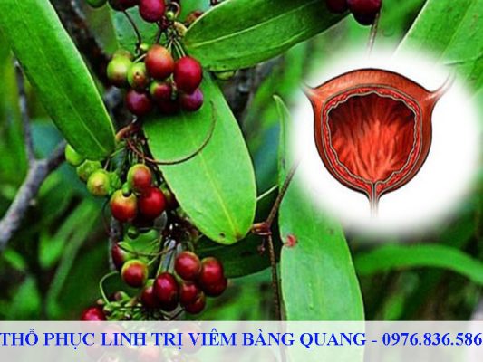 Thổ phục linh trị viêm bàng quang