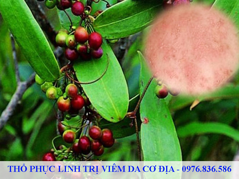 Thổ phục linh trị viêm da cơ địa