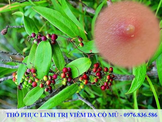 Thổ phục linh trị viêm da có mủ