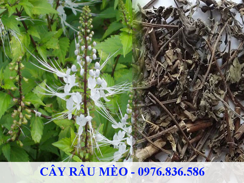 Cây râu mèo sẽ được thu hái vào khoảng tháng 9 mỗi năm