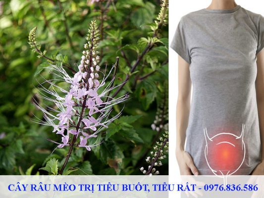 Cây râu mèo trị tiểu buốt, tiểu rắt, viêm đường tiểu