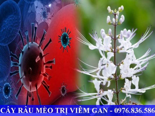 Cây râu mèo trị viêm gan siêu vi