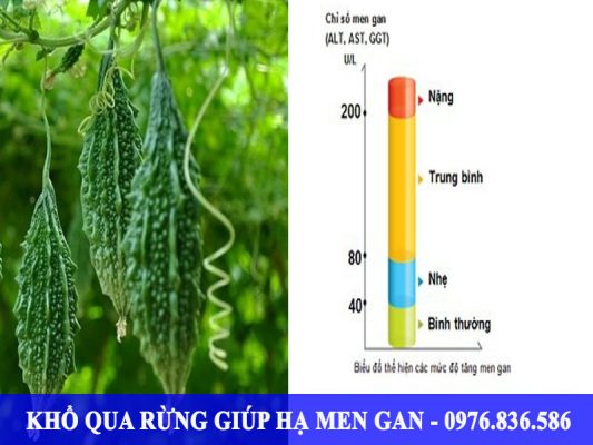 Khổ qua rừng làm giảm nồng độ men gan rất hiệu quả