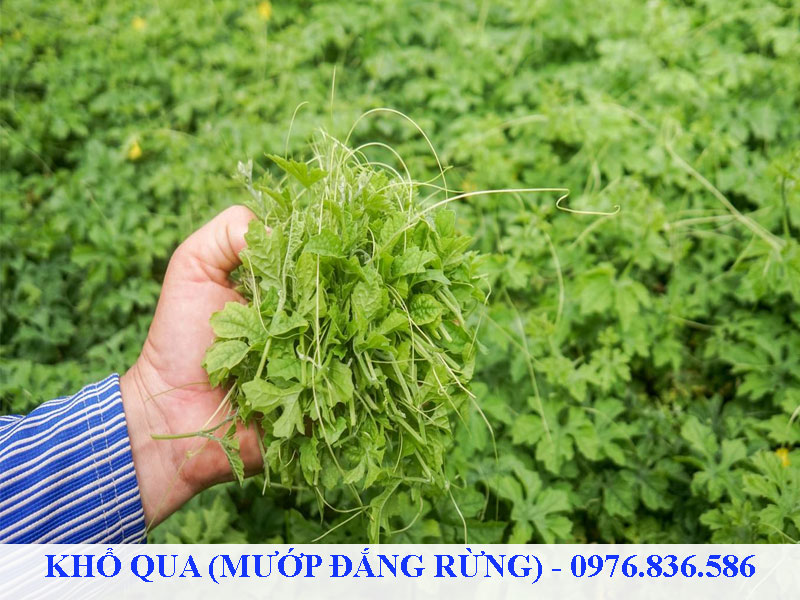 Khổ qua rừng có nhiều hoạt chất tốt cho sức khỏe