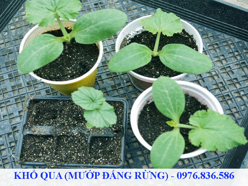 Ươm cây giống khổ qua rừng bằng hạt