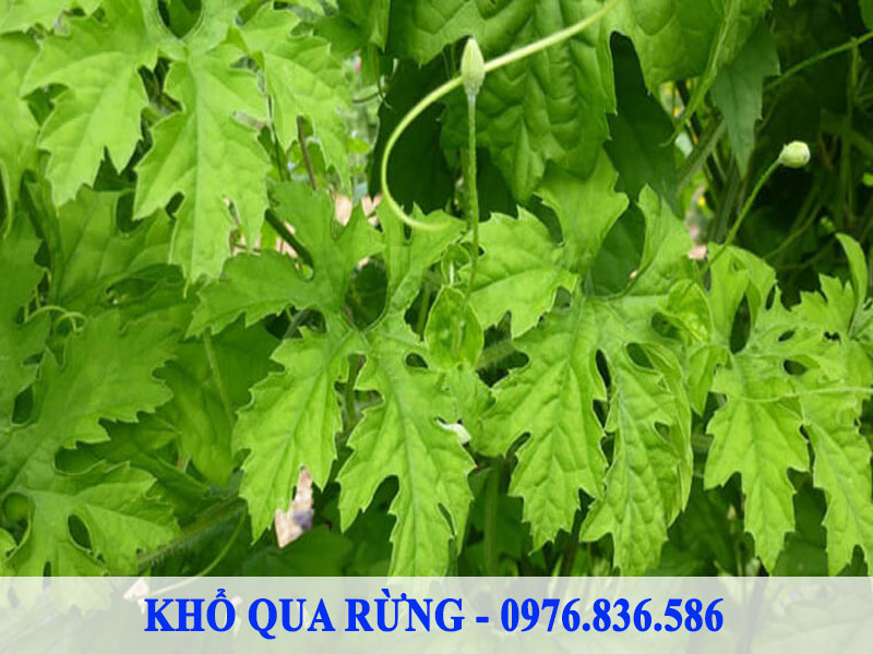 Dây khổ qua rừng hỗ trợ điều trị tiểu đường hiệu quả