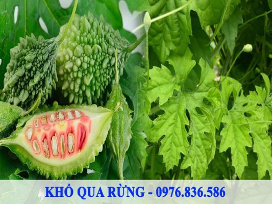 Quả khổ qua rừng có thể chế biến thành các món ăn hàng ngày