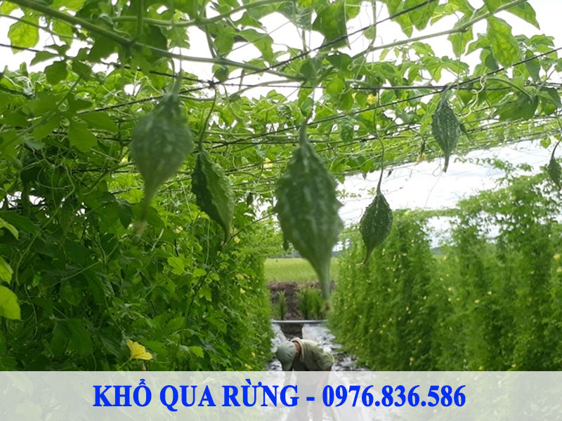 Mọi bộ phận của khổ qua rừng đều có tác dụng trị bệnh