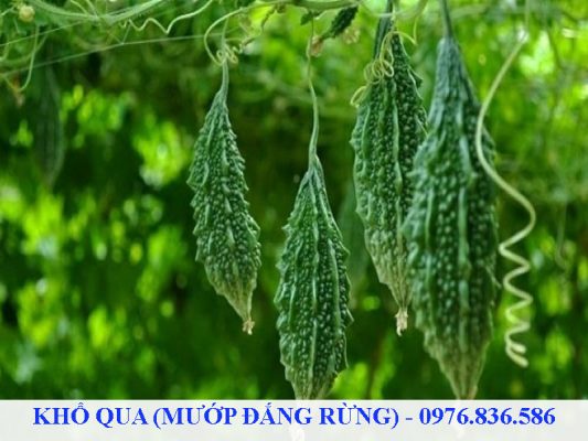 Khổ qua rừng có tác dụng thanh nhiệt, giải độc, hỗ trợ trị tiểu đường