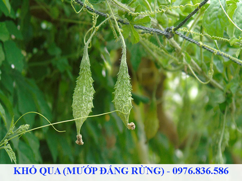 Khổ qua rừng mọc trong tự nhiên là loại cây hoang dại nên khá sạch