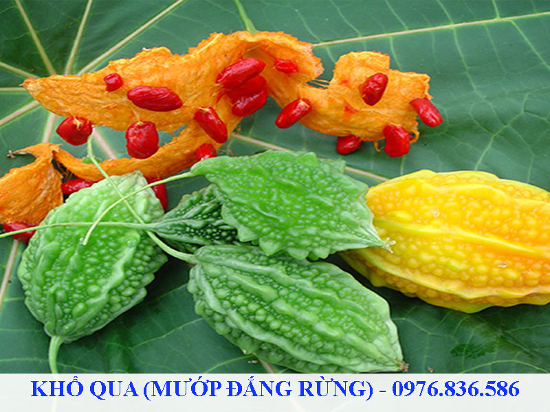 Khổ qua rừng có hạt màu đỏ