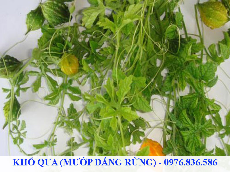 Khổ qua rừng giúp mát gan, thanh nhiệt, giải độc