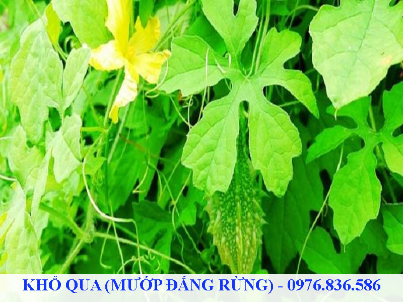 Khổ qua rừng có nguồn gốc từ vùng nhiệt đới