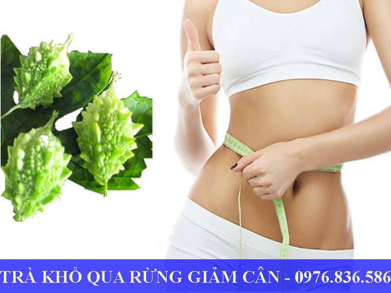 Uống khổ qua rừng giúp ngăn ngừa sự tích tụ mỡ trong cơ thể