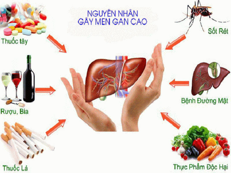 Có nhiều nguyên nhân gây ra men gan cao