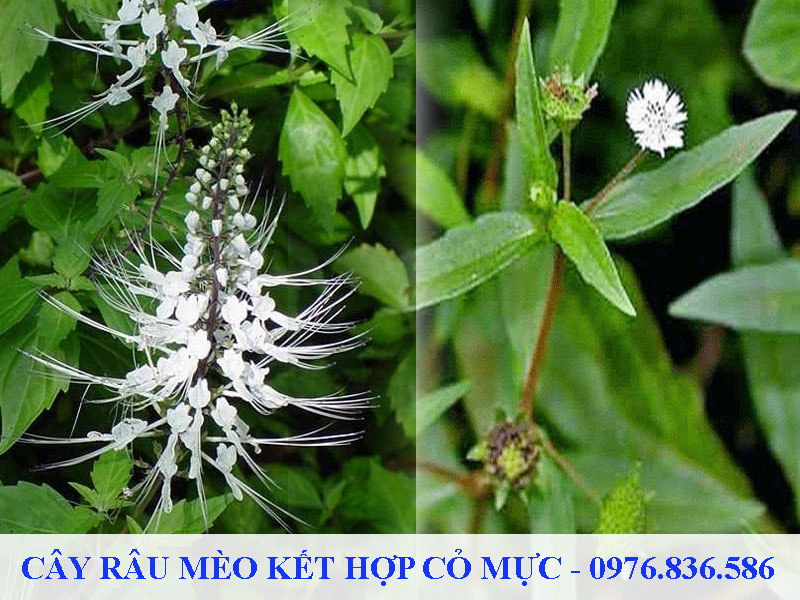 Cây râu mèo kết hợp cỏ mực trị viêm gan siêu vi