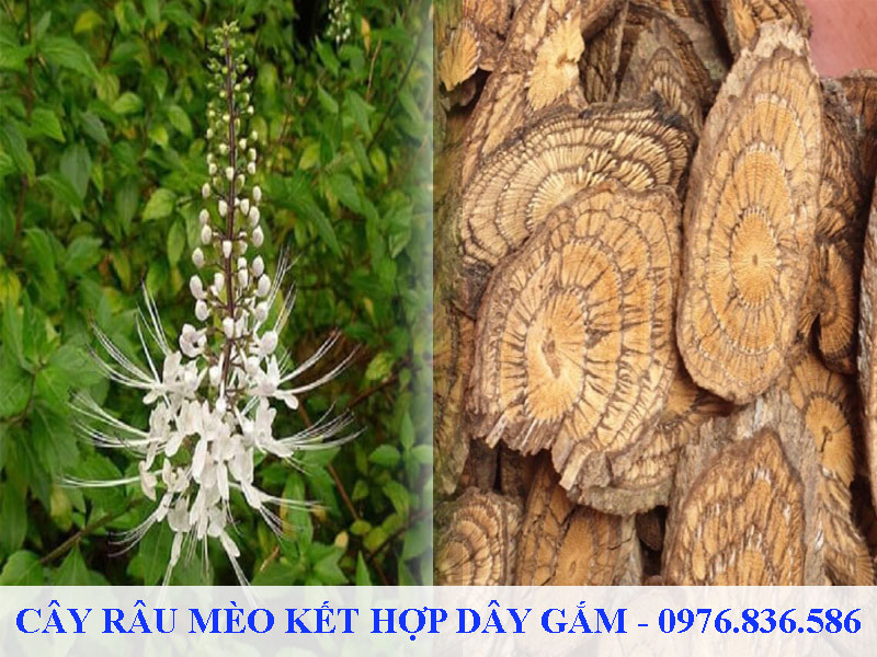 Cây râu mèo kết hợp dây gắm trị Gout