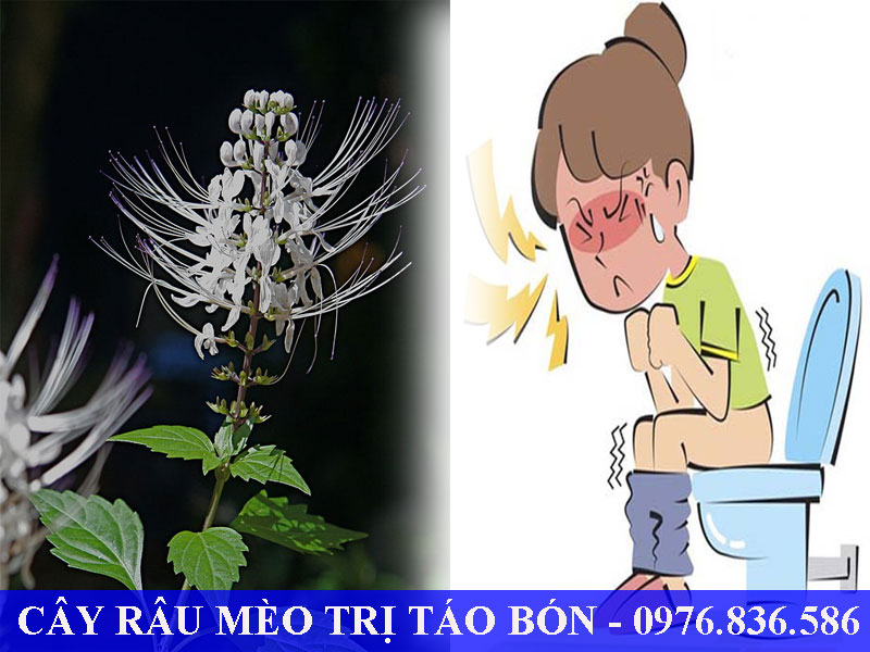 Cây râu mèo hỗ trợ trị táo bón hiệu quả