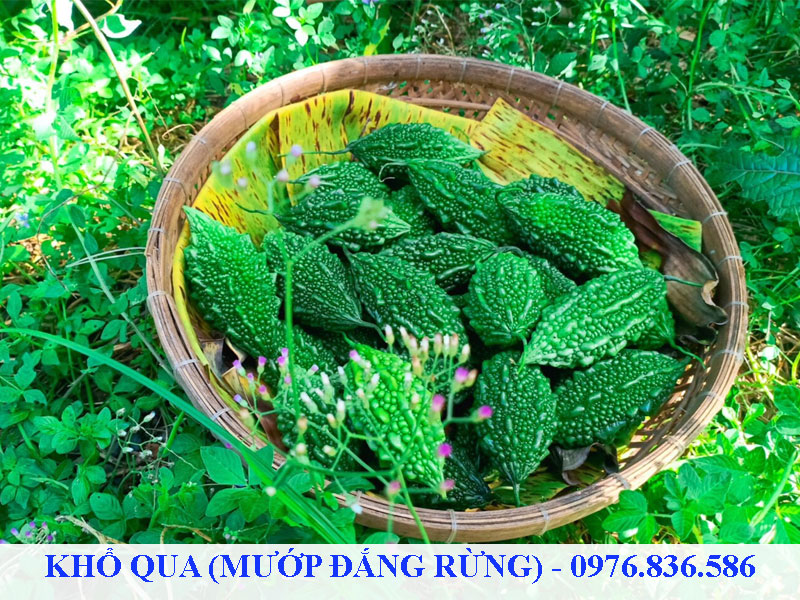 Khổ qua rừng có nhiều công dụng tốt cho sức khỏe
