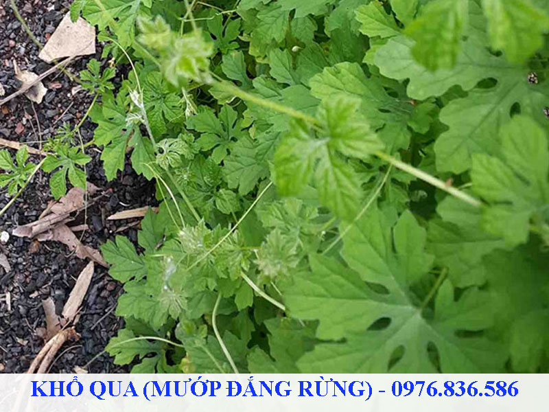 Khổ qua rừng có thể chế biến thành các món ăn ngon trong đời sống hàng ngày