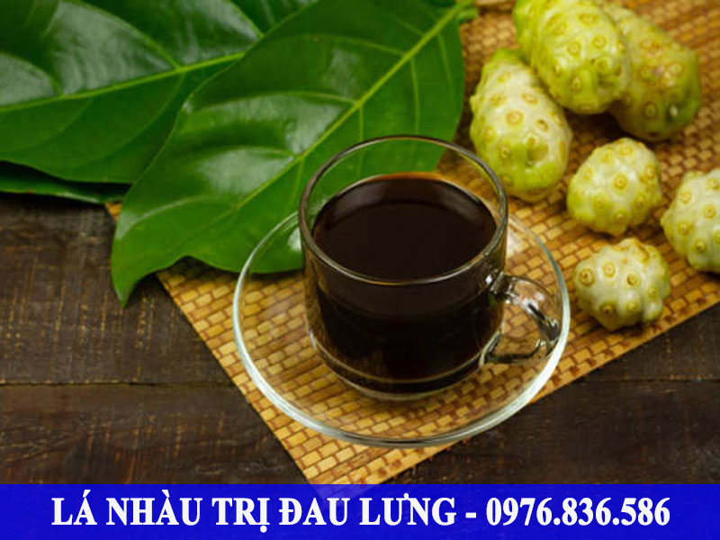 Nước cốt lá nhàu làm giảm triệu chứng của bệnh đau lưng