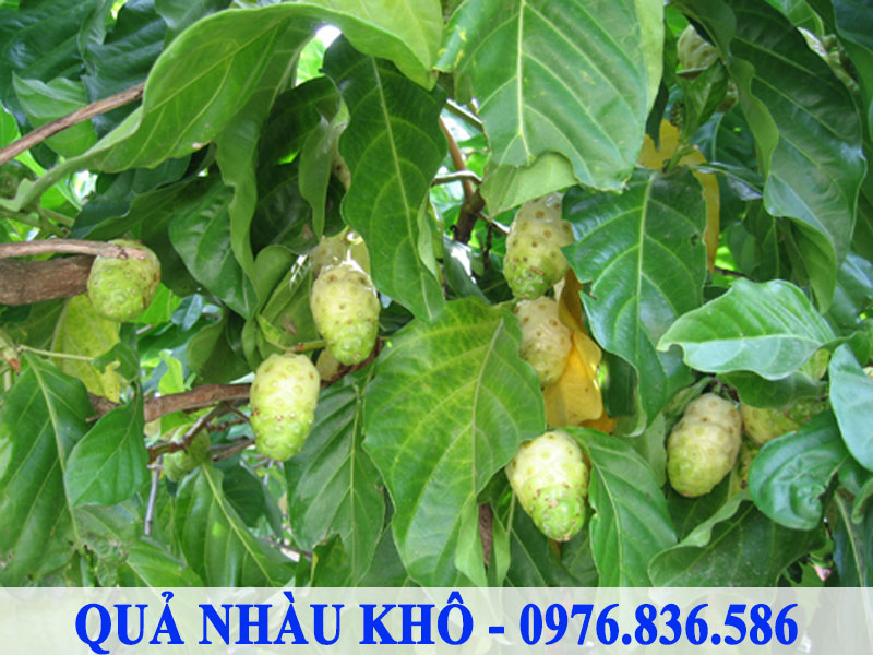 Quả nhàu khô