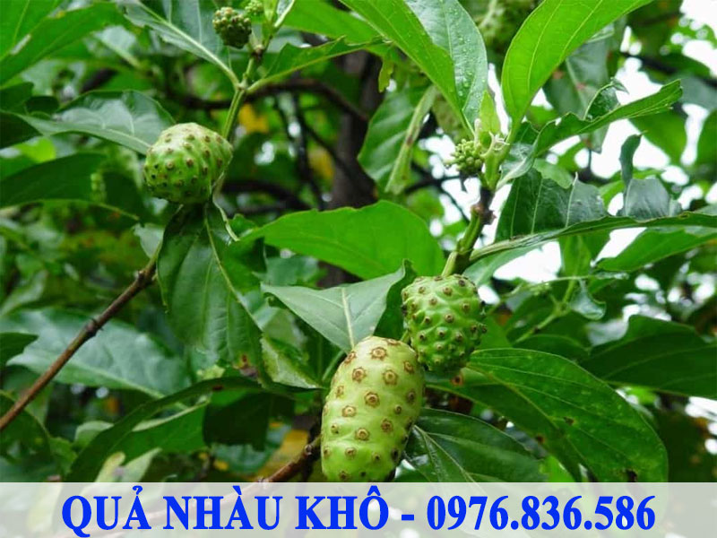 Cây nhàu thường mọc ở rừng thứ sinh
