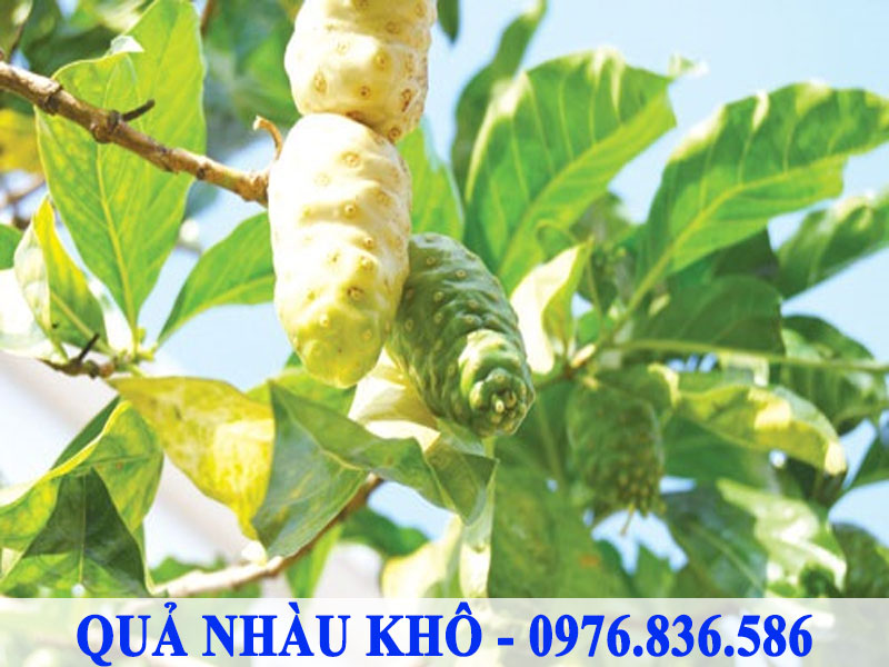 Nhàu khô thường được trồng ở các tỉnh phía Nam