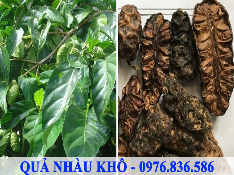 Người bị đau nhức xương khớp, tiểu đường nên dùng trái nhàu khô để trị bệnh