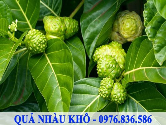 Bạn có thể tự làm Quả nhàu khô tại nhà