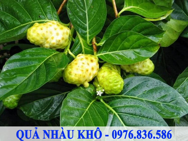 Quả nhàu tươi hình dạng trứng