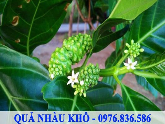 Quả nhàu khô Giảm thiểu bệnh lý về dạ dày