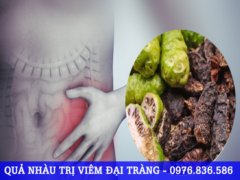 Quả nhàu giúp trị viêm đại tràng mãn tính