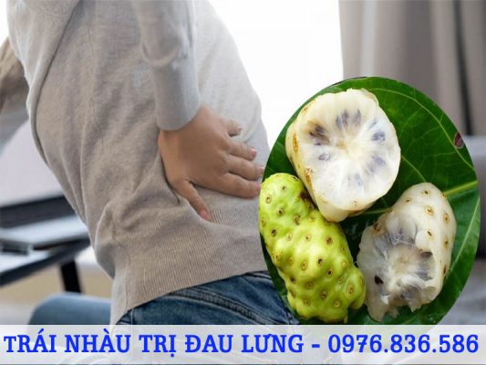 Quả nhàu giúp trị đau lưng hiệu quả